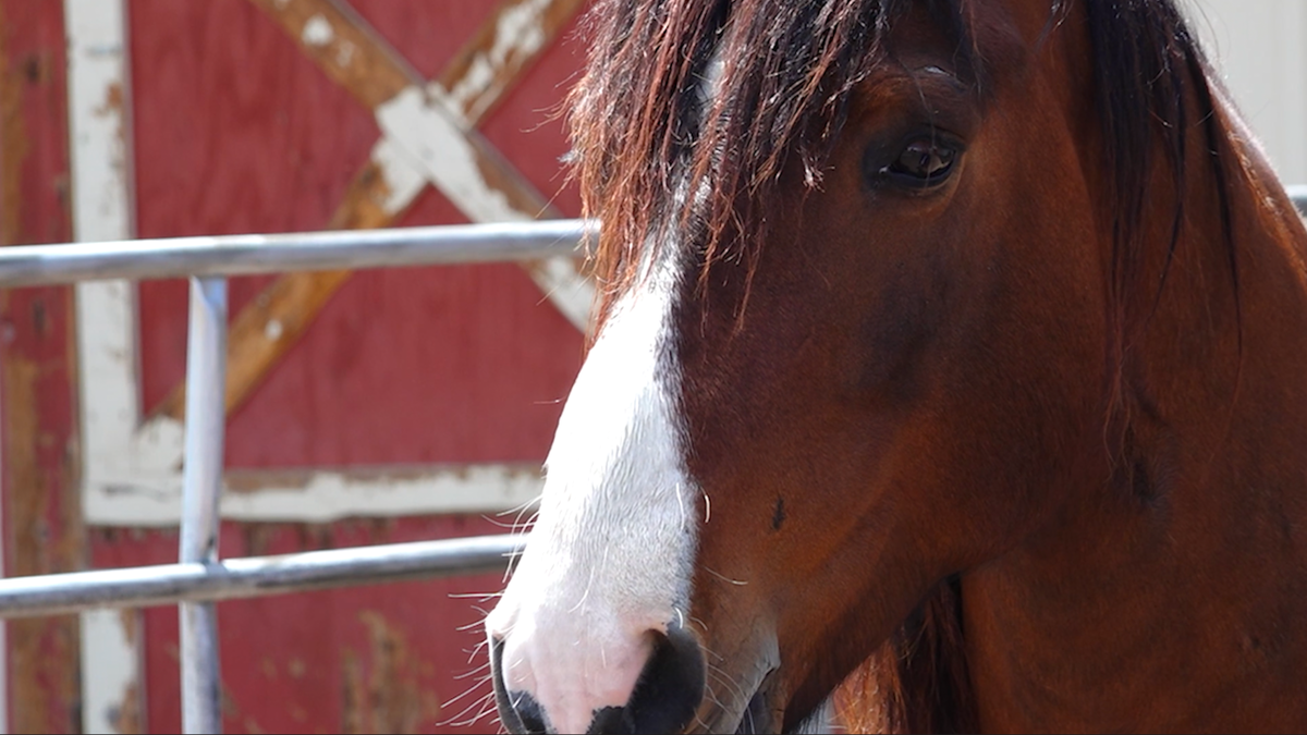 Horses help veterans to heal -